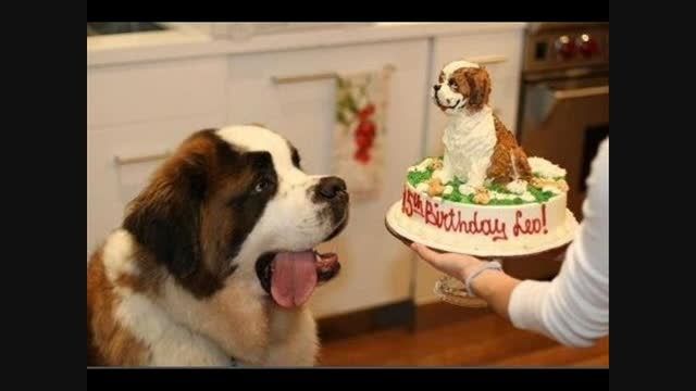 جشن تولد سگ!!