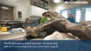 کشف اسکلت دایناسور 26 متری در آرژانتین