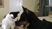 گربه vs دوبرمن