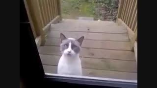 صدای گربه رو دارین؟