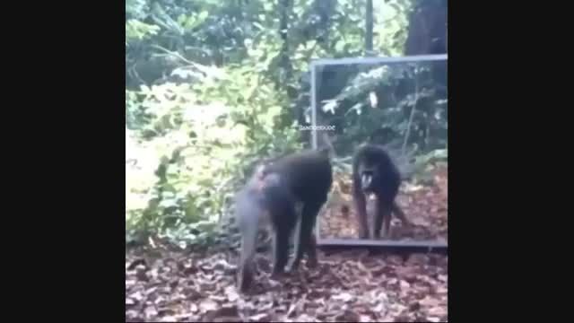 ترس خوردن میمون از خودش