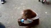 میمون خسیس!!!!!!