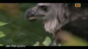 شکار خرس تنبل توسط عقاب(دیدنیه)