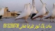 کبوتر دمزرد