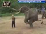 توپ بازی با  فیل