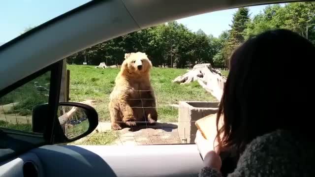 خرس مهربون که میگن ایشونه !!! :))