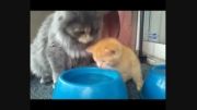 دوستی جالب بین  گربه ها!!