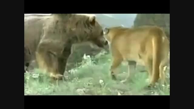 صحنه هایی از مبارزه حیوانات وحشی