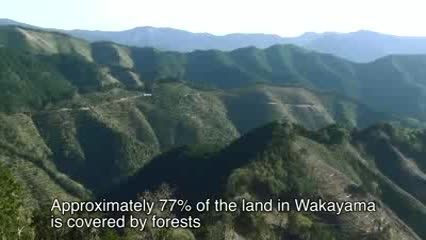 پاناسونیک بیش از 3.3 میلیون عدد درخت سراسر جهان کاشت