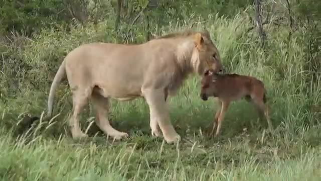 ویدئوی کامل رفتار جوانمردانه شیر با بچه اهوی کوچولو