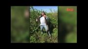 شکار مرگبار مار پیتون با دست خالی در فلوریدا