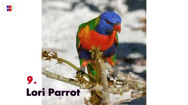 10 زیباترین پرنده جهان را ببینید