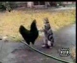 دعوای جالب مرغ و گربه