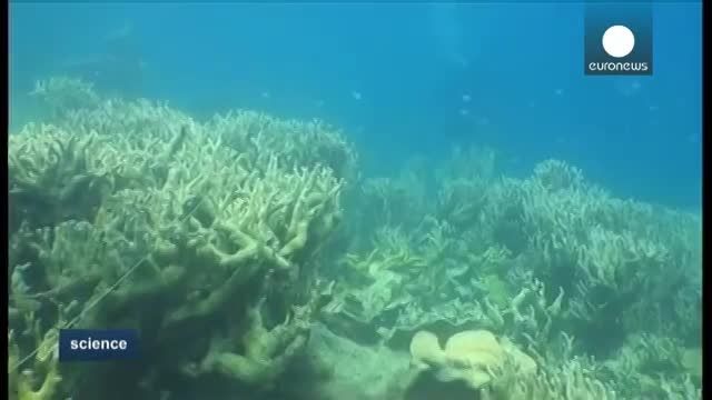 بررسی علمی صخره های مرجانی