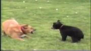 نبرد سگ با توله خرس (جالب)