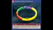 کنترل چرخه سلولی