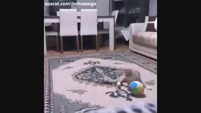 فوتبال بازی با گربه.ته خنده :))