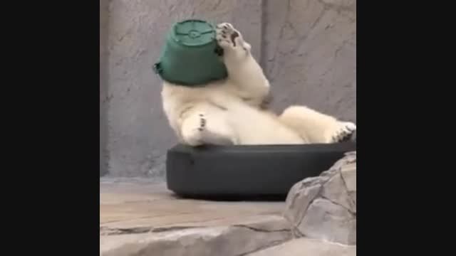 هنرنمایی خرس قطبی بازیگوش!!!