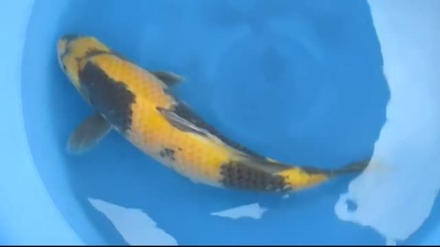 Ki Utsuri Japanese Koi Fish