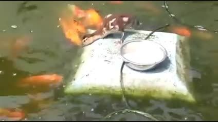 غذا دادن جوجه اردک به ماهی ها