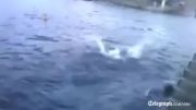 ‫حملهٔ دلفین خمشگین‬   !!