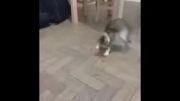 جنگ گربه با سوسک
