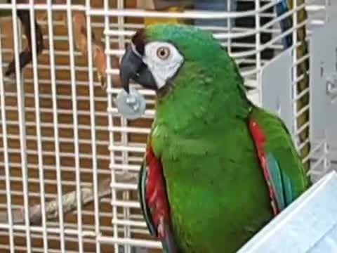 ماکائوی خشک یا Severe Macaw