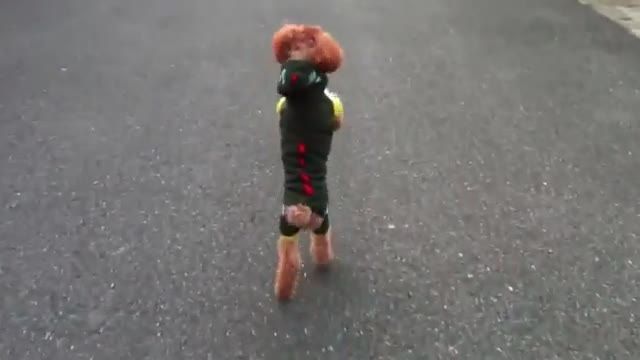 باهوش رین سگ دنیا