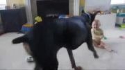 بچه بانمک نترس با سگ دوبرمن بازی می کند