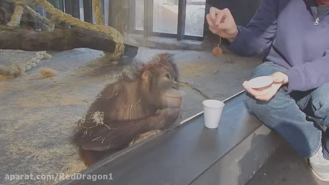 میمونی که شعبده بازی میبینه!؟