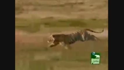 شکار شتر مرغ توسط ببر