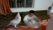رقص پرنده عربی