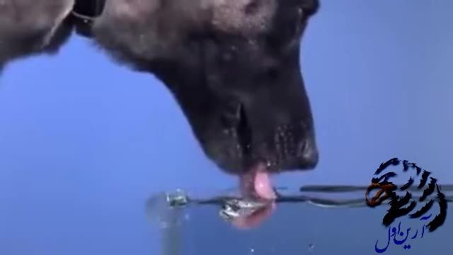 صحنه آهسته آب خوردن سگ