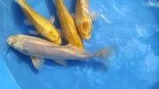 فروش ماهی کوی نژاد اگون سایز ۲۵ cm