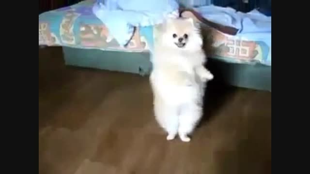 رقصیدن سگ