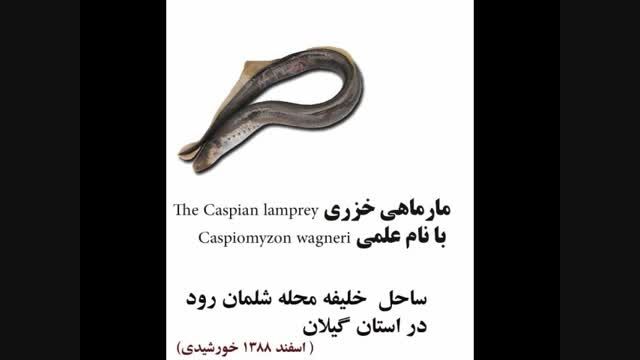 کلیپ مارماهی خزری  Caspian lamprey در شلمان رود گیلان