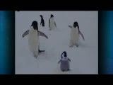 سرکار گذاشتن پنگوئن