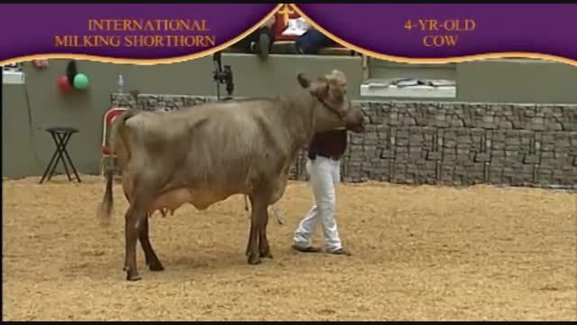 International Dairy Shorthorn Show 2010 , 4 Years old