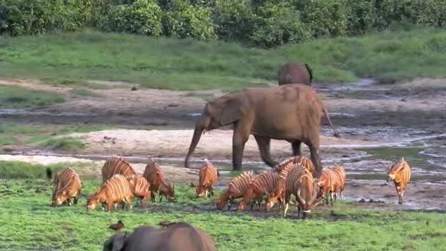 جنگ فیل ها