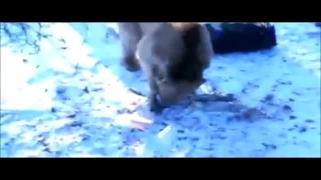 حمله خرس