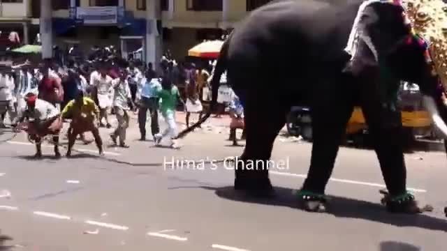 کلیپ حمله فیل عصبی به انسان (ترسناک)