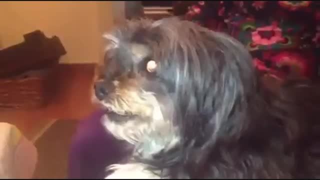 سگ از لیونل مسی نفرت داره