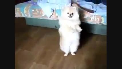 رقص سگ خیلى جالبه