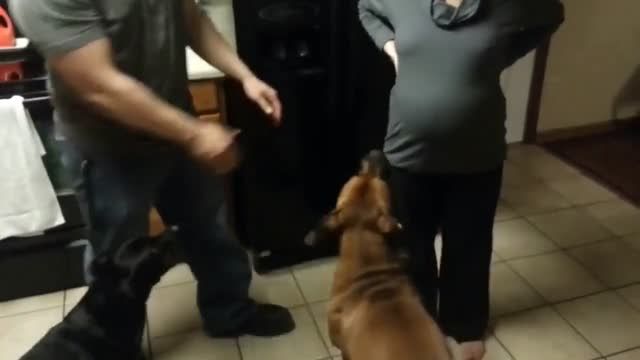 وقتی یک سگ از صاحب حامله اش مواظبت میکند