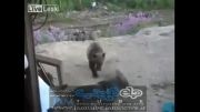 فیلمی از لحظات پایانی عمر و کشته شدن توسط خرس غول پیکر!