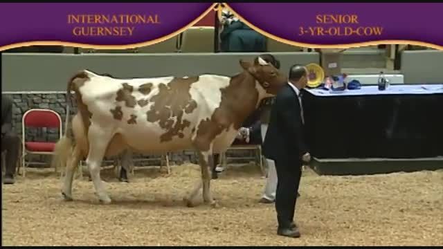 International Guernsey Show 2010 , 3 Years old cow
