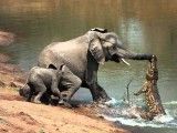 حمله کروکودیل به فیل (تصویر)