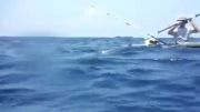 حمله کوسه سرچکشی به ماهیگیران