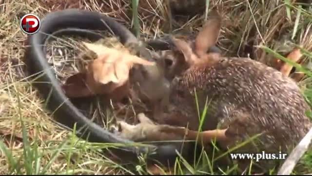 انتقام خرگوش از ماری که بچه هایش را کشت