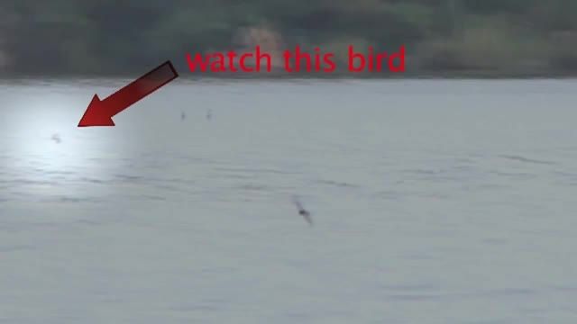شکار پرنده توسط ماهی ( درحال پرواز )